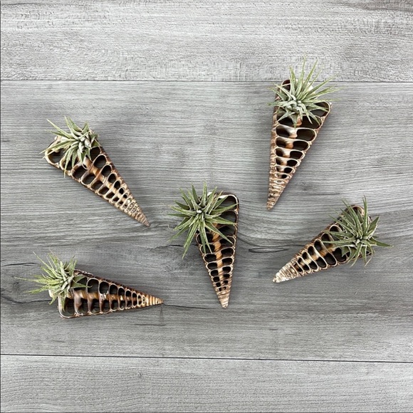 🌿Air Plant In Shell🌿 - Picture 8 of 8
